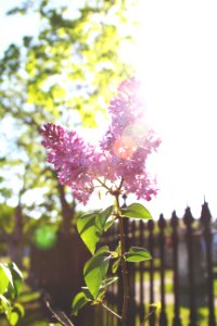 pink petaled floer