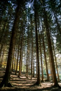 brown trees in forest during daytime photo