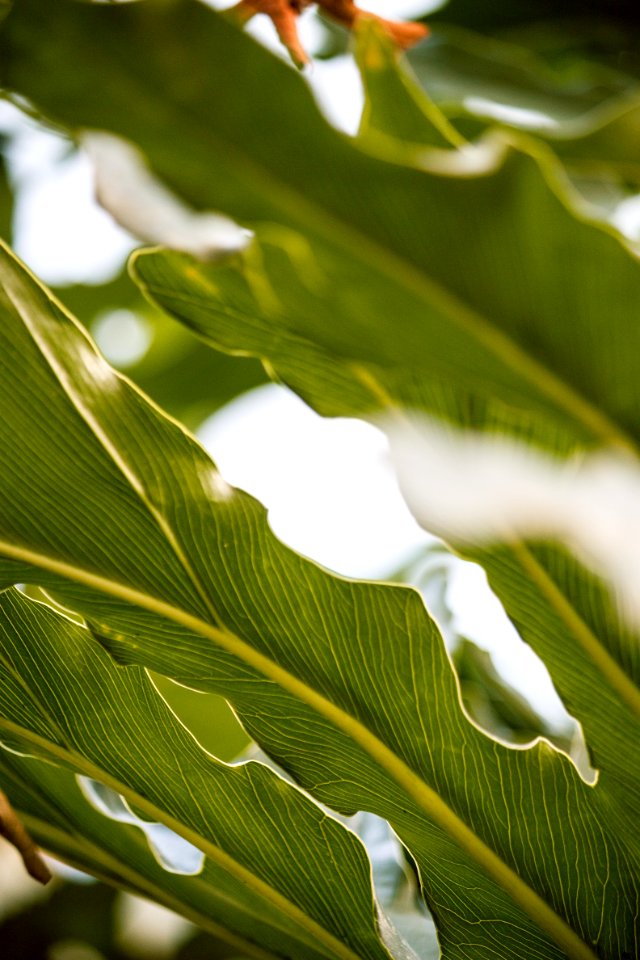 green banana leaf in close up photography