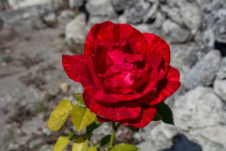 Garden red rose pink open