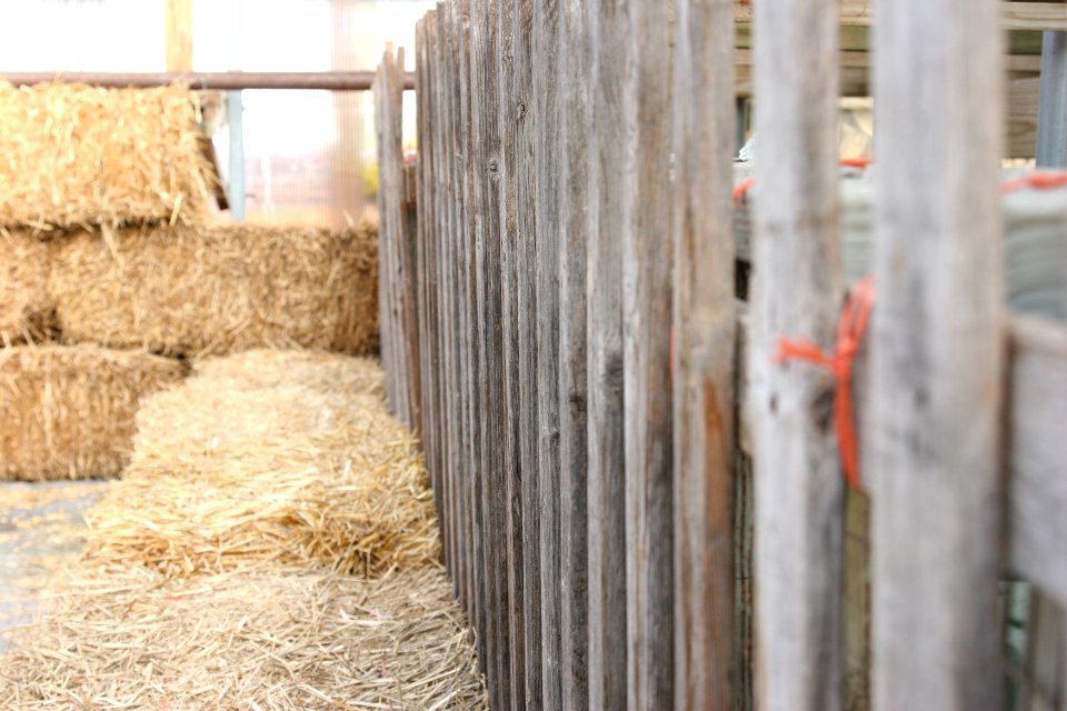 Pumpkinfarm, Hay, Fence
