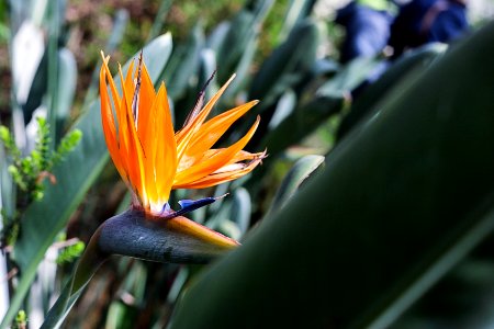 Dublin, Ireland, National botanic gardens