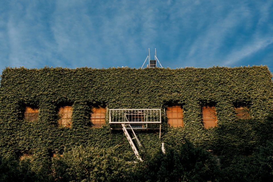 green leaves covered building