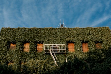green leaves covered building