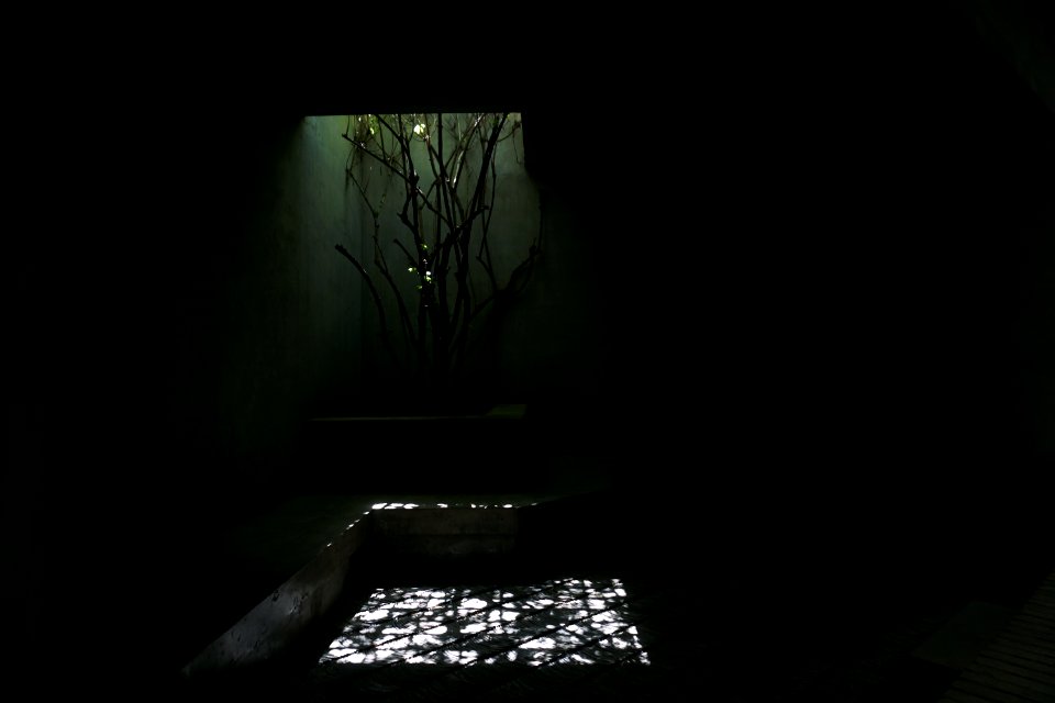 Shadow, Tree