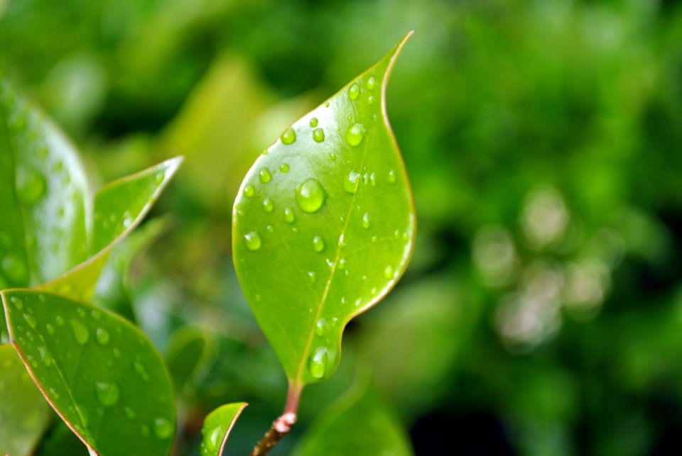 Wet, Water, Water droplet