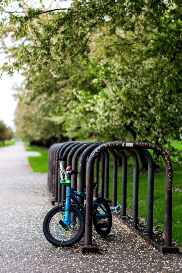Bike, Trees, Blossom