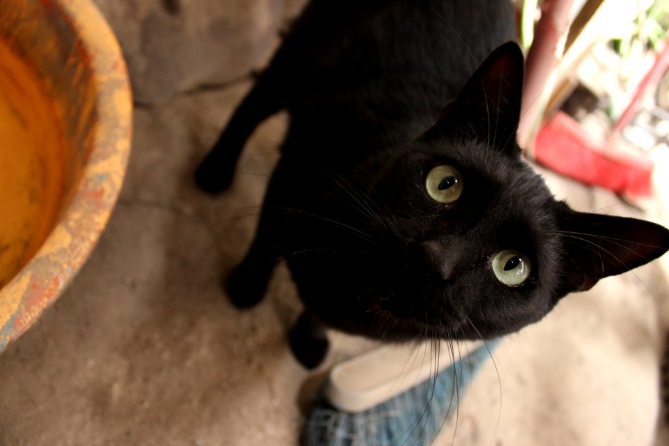 Los olivos, Peru, Eyes