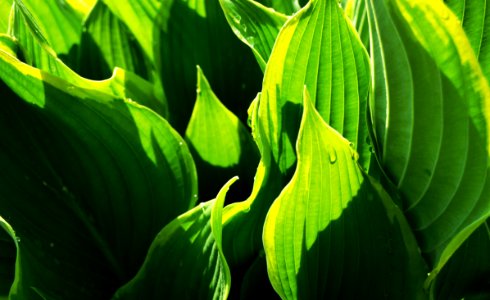 Atec, Czech republic, Plant