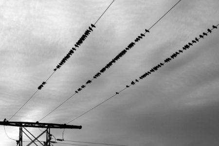 assorted bird lot under the cloudy sky photo