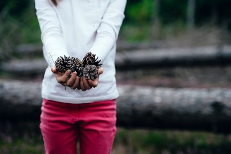 woman holding brown pinecones photo
