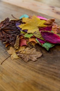Sunny, Leaves, Fall