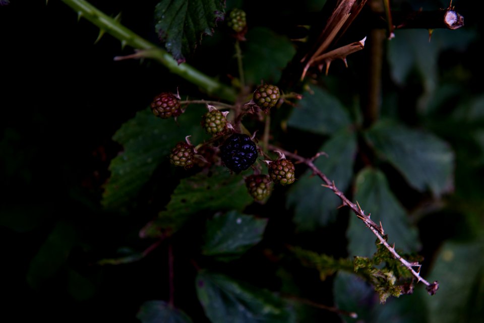 black fruit close up photo