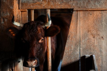 black cow inside barn photo