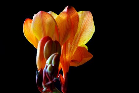 Bloom spring close up