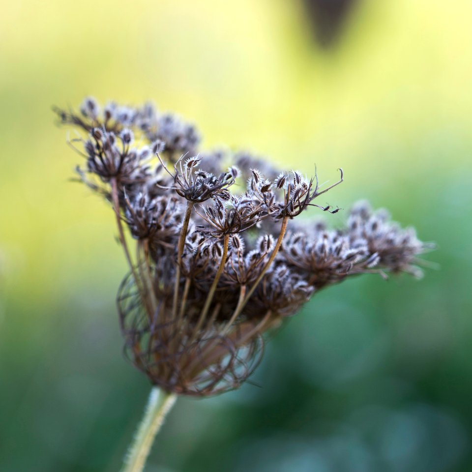 brown and white flower in macro lens photography