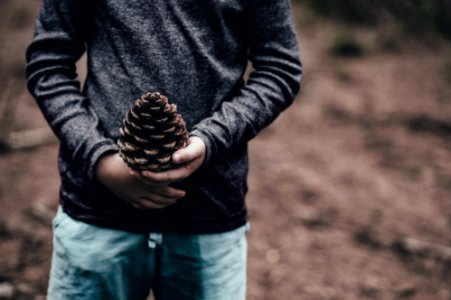 person holding pine cone photo