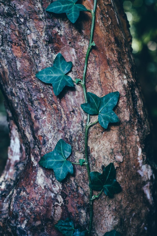 green leafed plant on tree