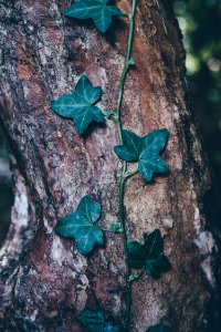 green leafed plant on tree photo