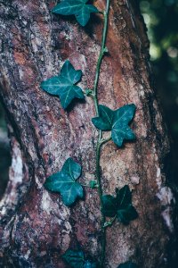 green leafed plant on tree