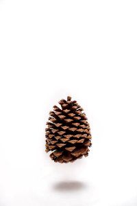 brown pine cone on white surface photo