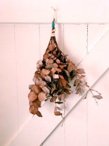 Nature, Details, Door