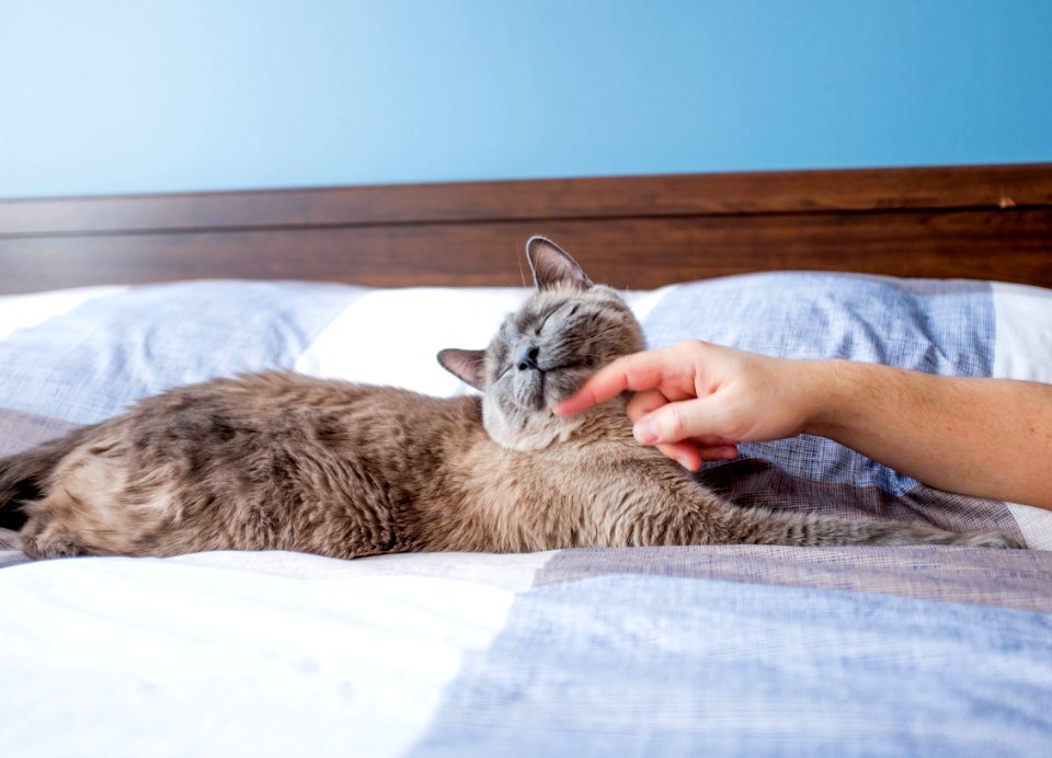 Bed, Cat, Scratch photo