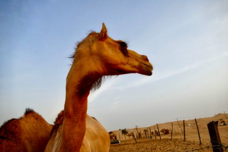 Abu dhabi, United arab emirates photo