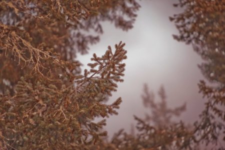 Nature, Gray, Pacificnorthwest