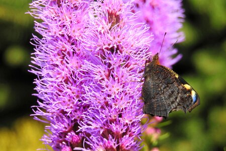 Liatris bloom butterfly insect photo