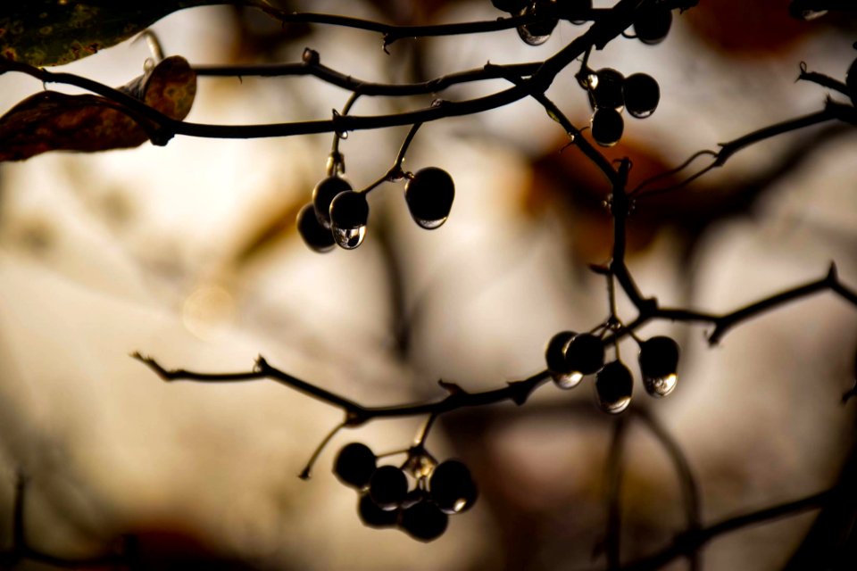 Plant, Berry, Water drop