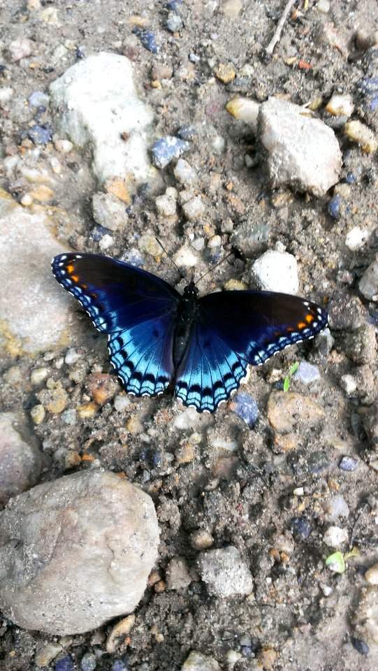 Butterfly
