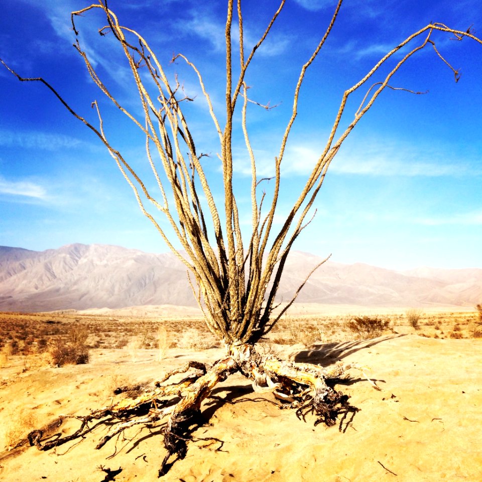 Anza park trail, Borrego springs, United states