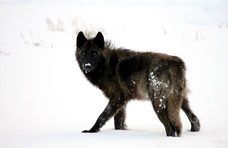 Winter snow pack