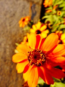 Autumn, Flower