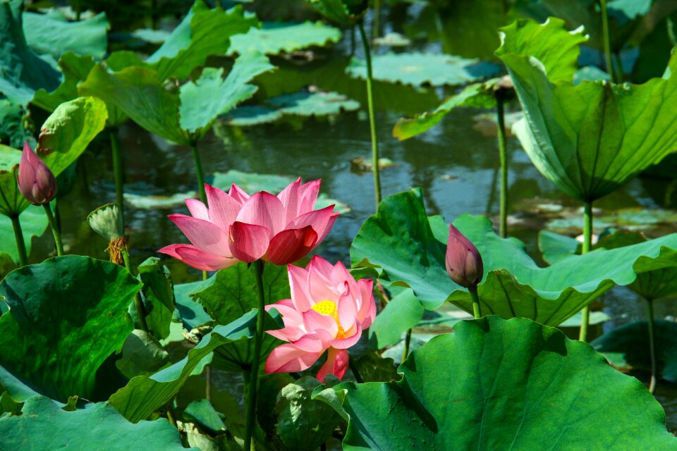 Summer aquatic plants pond