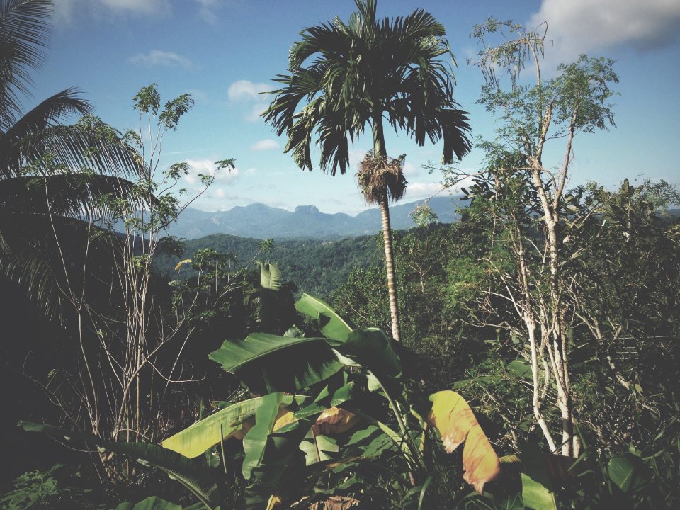 Hills, Trees