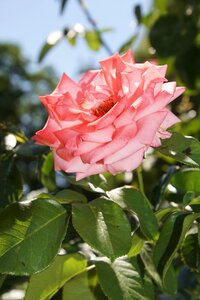 Close up ramira climbing rose