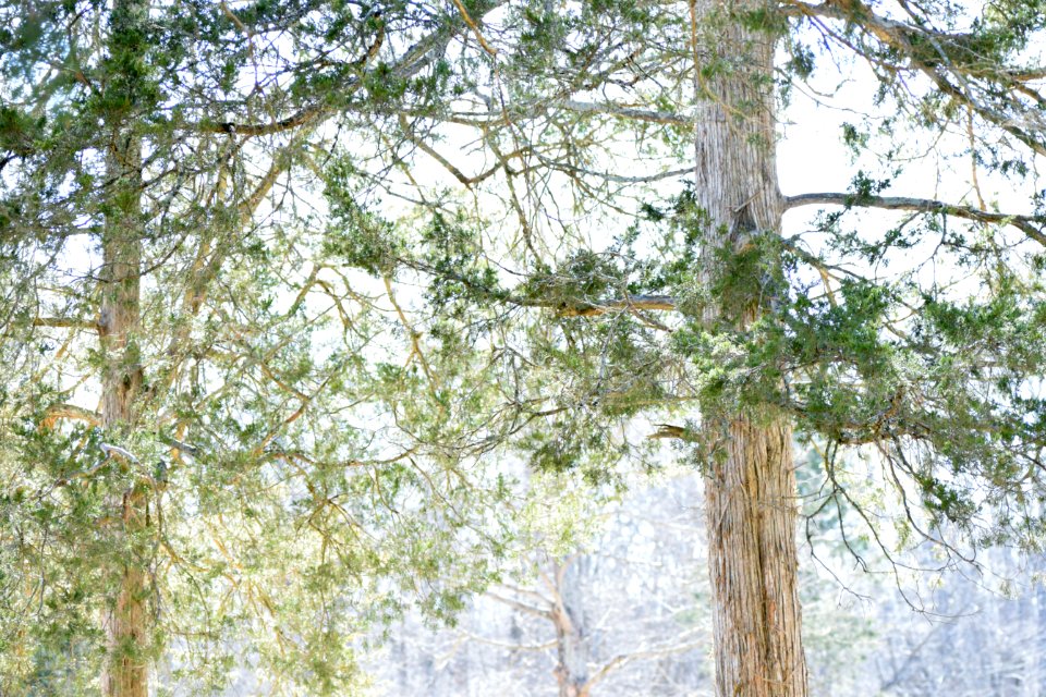 Natural, Nature, Forest
