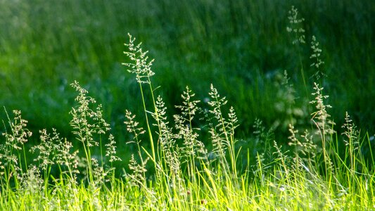 Nature green grasses photo