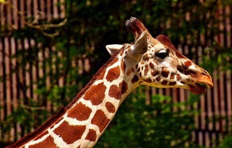 Long jibe animals africa
