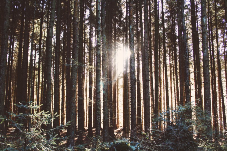 Forest, Sunlight, Trees