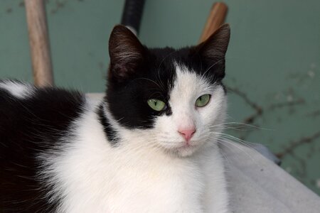 Green eyes pet animal photo