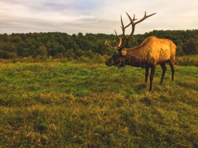 Dogwood canyon nature park, Lampe, United states