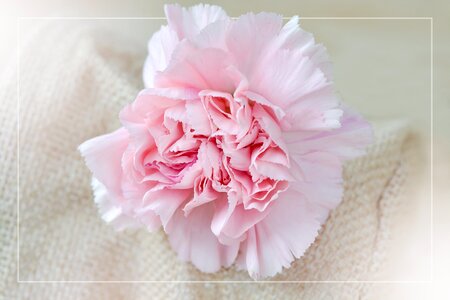 Petals carnation pink schnittblume photo