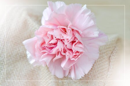 Petals carnation pink schnittblume