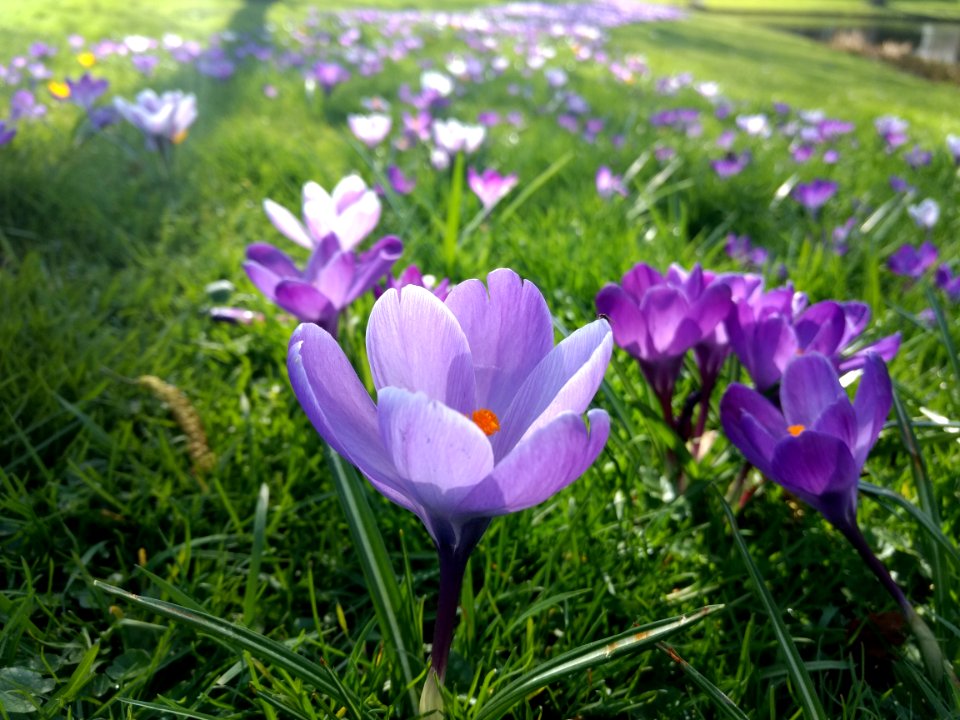 Blur, Grass, Flower