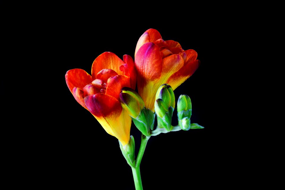 Bloom spring close up