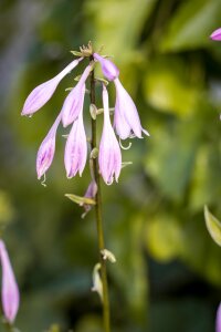 Agavengewächs asparagus-like blossom