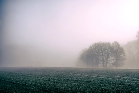 green grass covered with fog photo